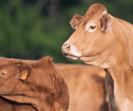 VACCINI NEGLI ANIMALI? la nostra scelta parte dal benessere e dalla libertà - CORTE PREZIOSA