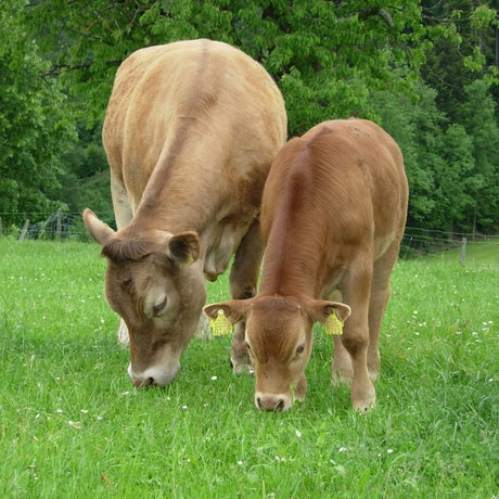 MACELLAZIONE - una scelta consapevole - CORTE PREZIOSA