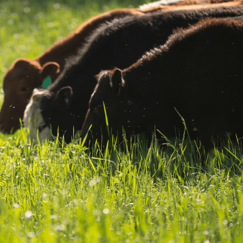 COSA SIGNIFICA 'GRASSFED'? - CORTE PREZIOSA