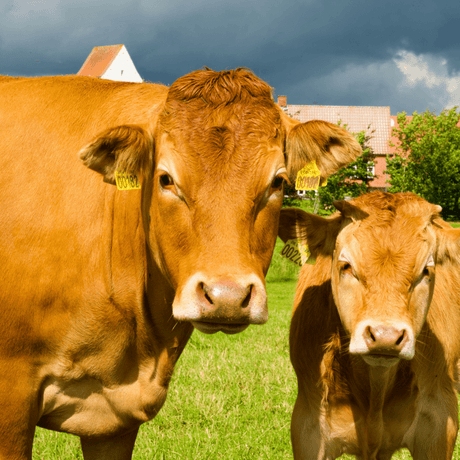 CARNE GRASS-FED: Nutrizione, Benessere e Sostenibilità in un Solo Boccone - CORTE PREZIOSA
