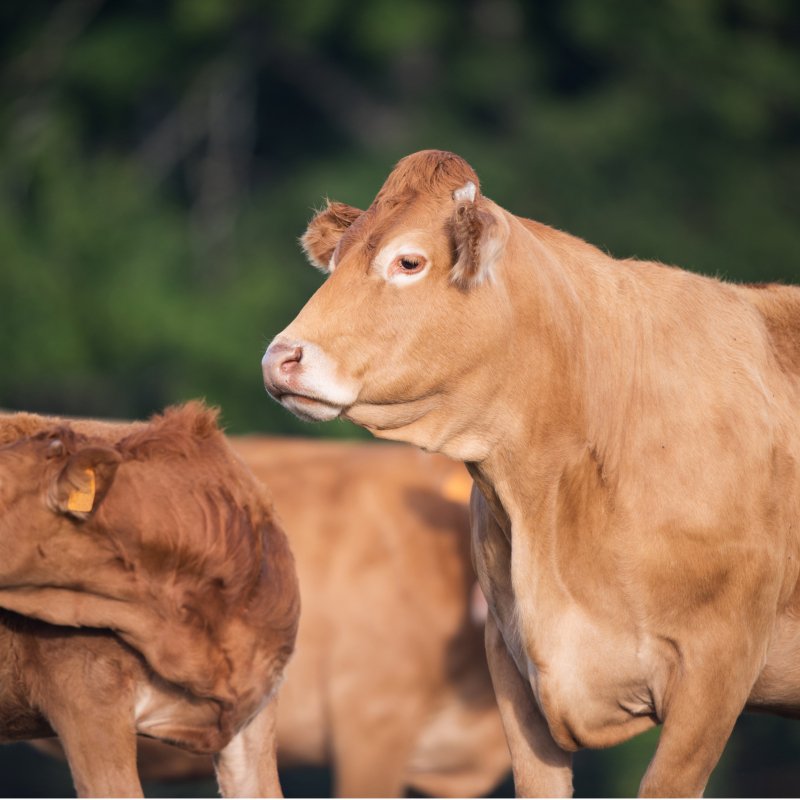 CARNE DA ALLEVAMENTI ESTENSIVI NATURALI - CORTE PREZIOSA