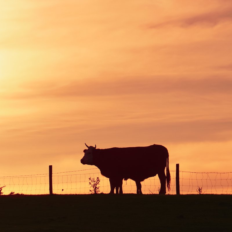 BENESSERE ANIMALE UN NOSTRO PILASTRO FONDAMENTALE - CORTE PREZIOSA